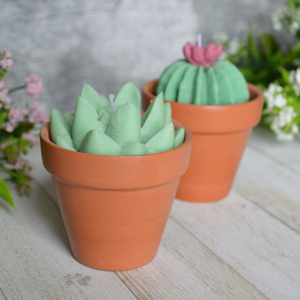 Chandelle de soya succulents et cactus