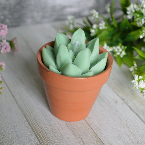 Chandelle de soya succulents et cactus